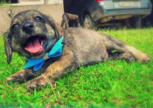 Cachorro raça SDR idade Abaixo de 2 meses nome Bartolomeu