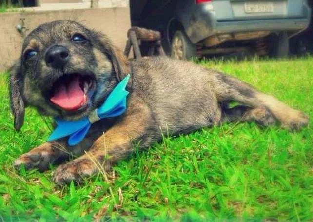 Cachorro ra a SDR idade Abaixo de 2 meses nome Bartolomeu