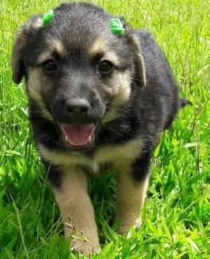 Cachorro raça SRD idade Abaixo de 2 meses nome Nancy