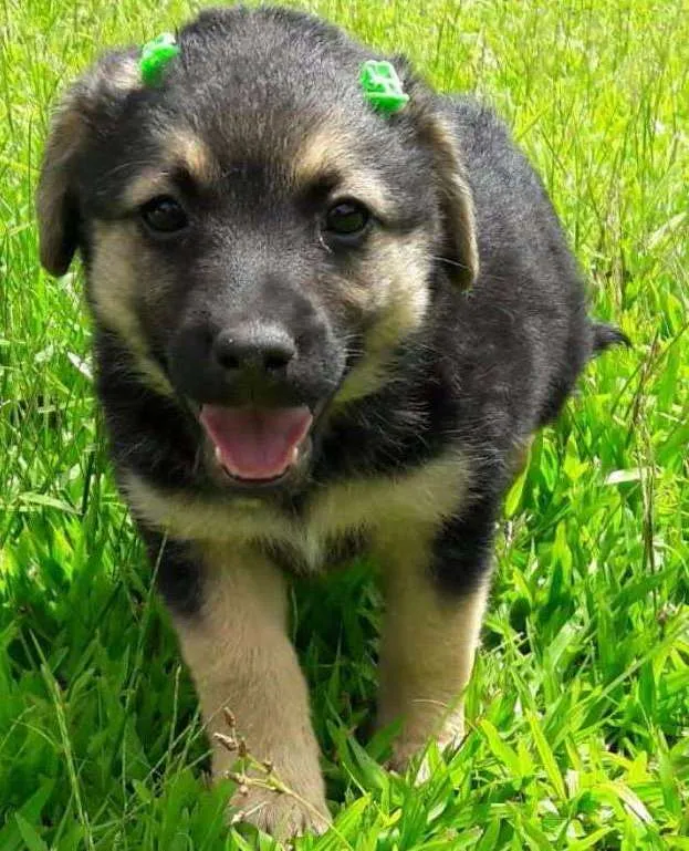 Cachorro ra a SRD idade Abaixo de 2 meses nome Nancy