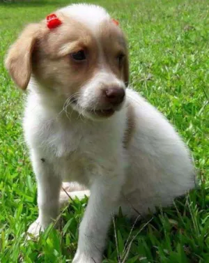 Cachorro raça SRD idade Abaixo de 2 meses nome Mia