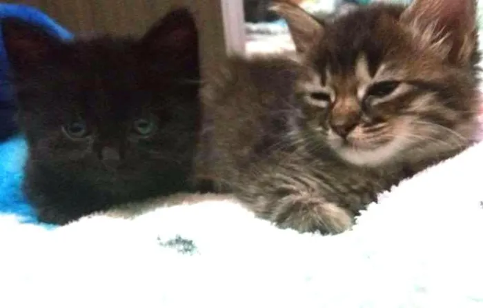 Gato ra a Indefinida  idade 2 a 6 meses nome Não tem nome 