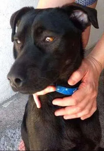 Cachorro ra a SRD idade 1 ano nome PRETOLINO