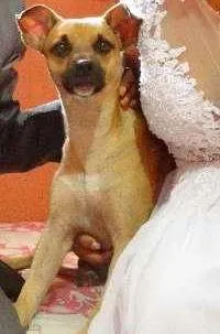 Cachorro raça SRD idade 1 ano nome Marley