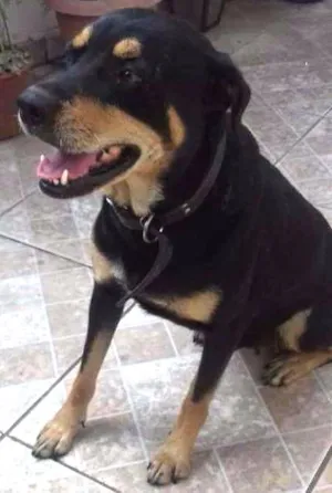 Cachorro raça Mestiça Rotweiller idade 4 anos nome Hanna