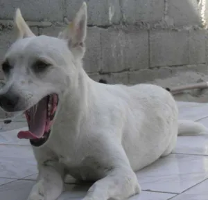 Cachorro raça SRD idade 2 anos nome Bob