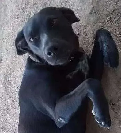 Cachorro raça vira lata idade 1 ano nome brad