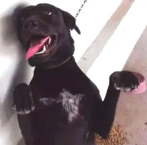 Cachorro raça vira lata idade 1 ano nome brad