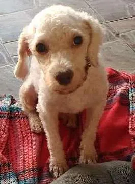 Cachorro raça Poodle idade 3 anos nome Estopinha