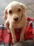 Estopinha