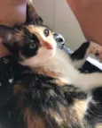 Brisa 