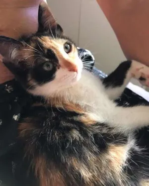 Gato raça  idade 2 a 6 meses nome Brisa 