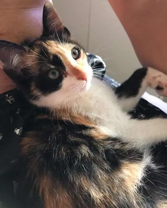 Gato ra a  idade 2 a 6 meses nome Brisa 