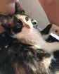 Gato raça  idade 2 a 6 meses nome Brisa 