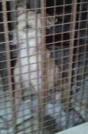 Cachorro raça Misturado. .. idade 3 anos nome Simba