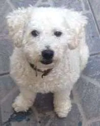 Cachorro ra a Poodle idade 3 anos nome billy