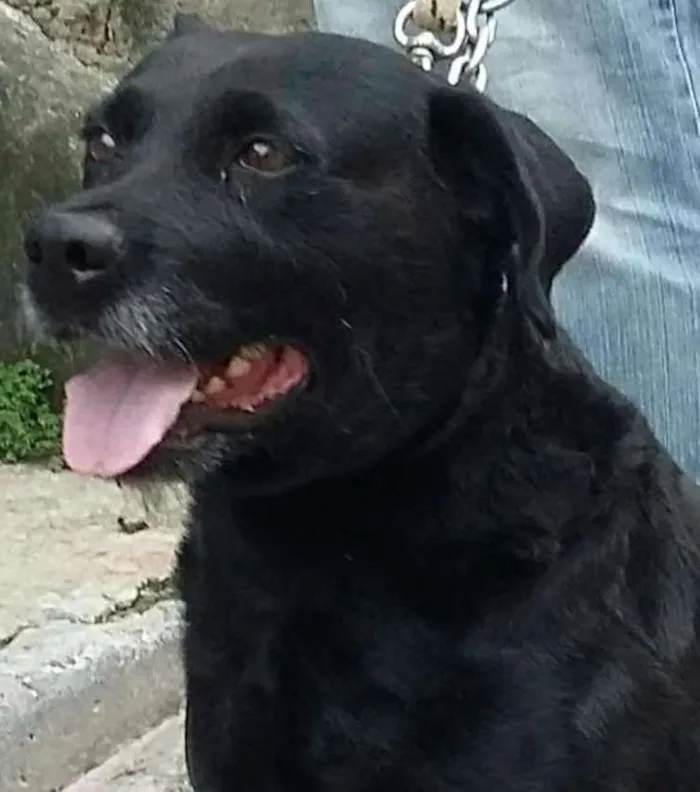 Cachorro ra a Srd idade 6 ou mais anos nome Mila 