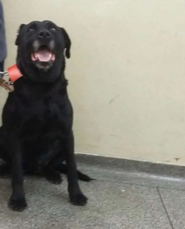 Cachorro ra a Srd idade 6 ou mais anos nome Mila 