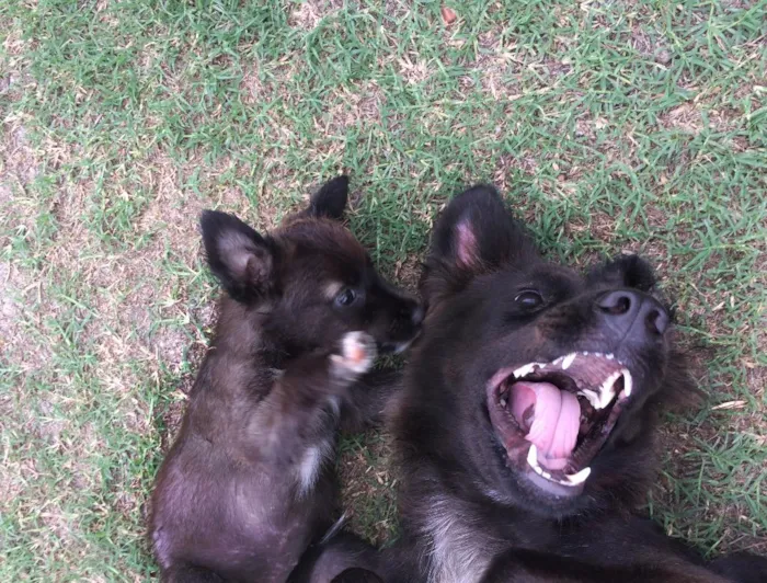 Cachorro raça SRD idade 2 a 6 meses nome Meninas