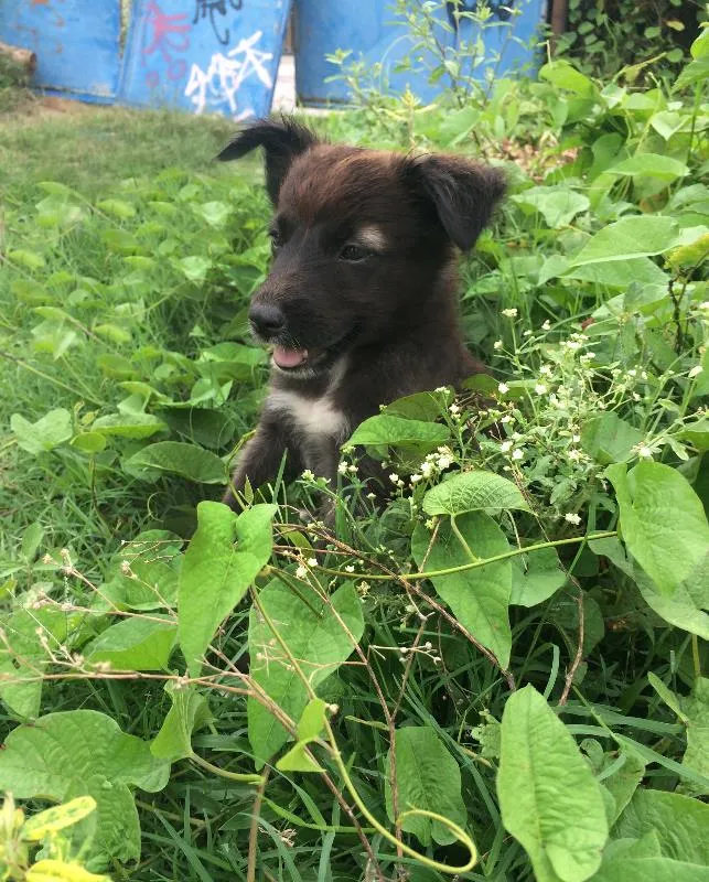 Cachorro raça SRD idade 2 a 6 meses nome Meninas