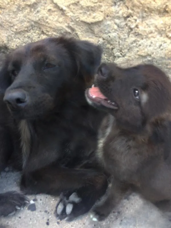 Cachorro raça SRD idade 2 a 6 meses nome Meninas