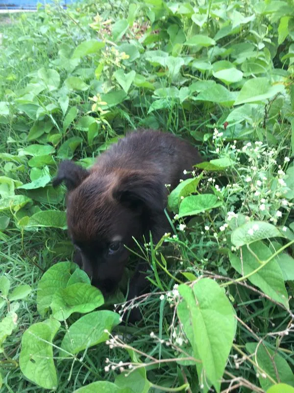Cachorro raça SRD idade 2 a 6 meses nome Meninas