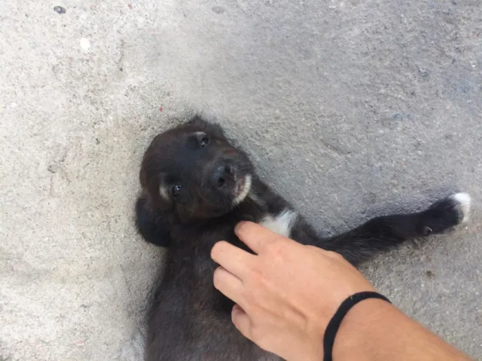 Cachorro raça SRD idade 2 a 6 meses nome Meninas