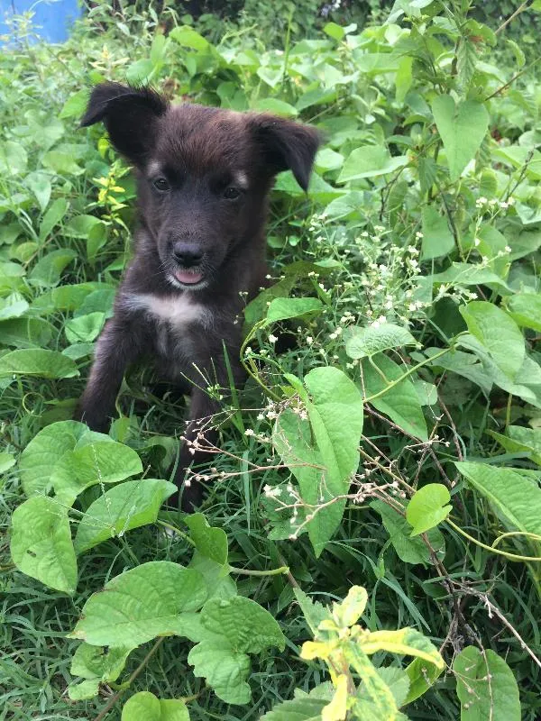 Cachorro raça SRD idade 2 a 6 meses nome Meninas