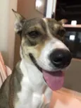 Lua e Espoleta