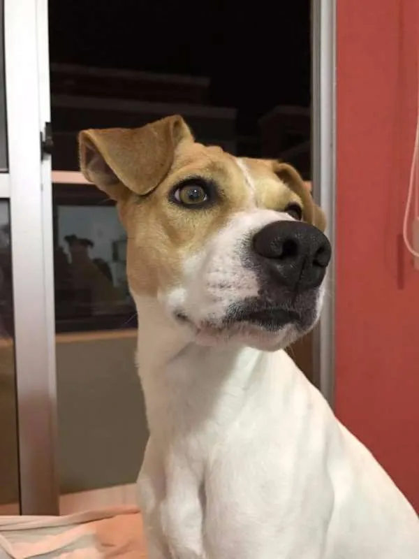 Cachorro ra a SRD idade 3 anos nome Lua e Espoleta