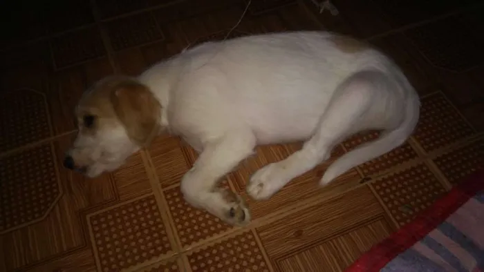 Cachorro raça indefinida idade  nome charles braulio,snop