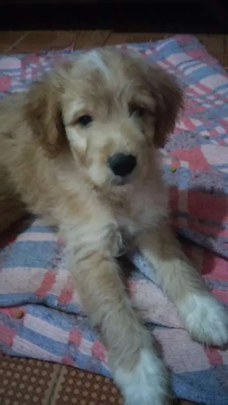 Cachorro raça indefinida idade  nome charles braulio,snop