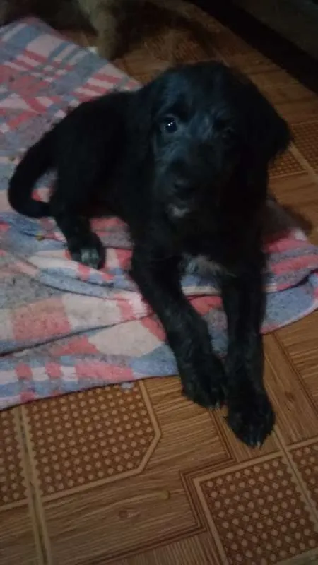Cachorro raça indefinida idade  nome charles braulio,snop
