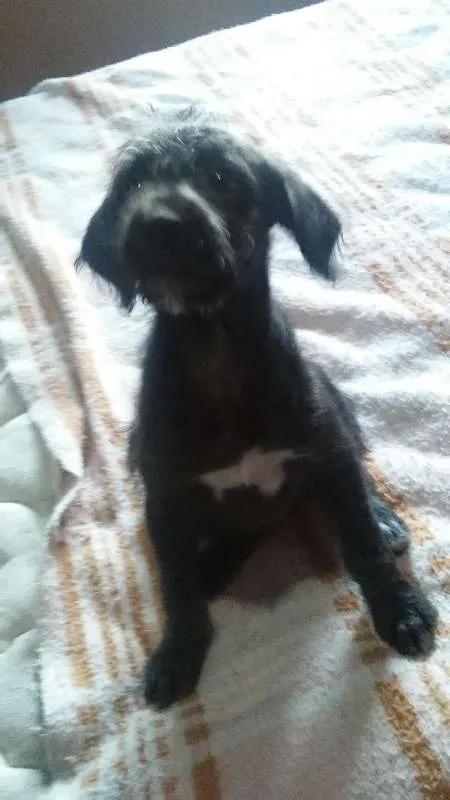 Cachorro raça indefinida idade  nome charles braulio,snop