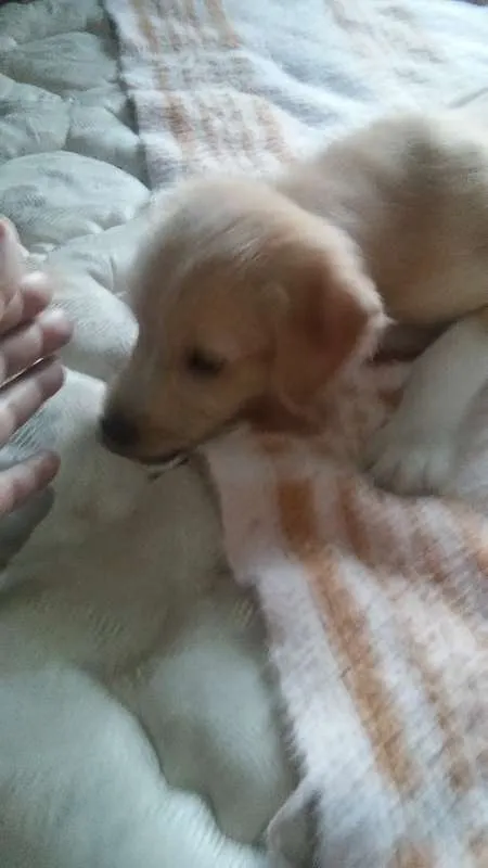 Cachorro raça indefinida idade  nome charles braulio,snop