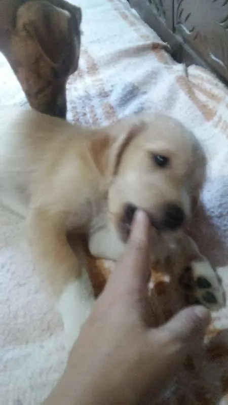 Cachorro raça indefinida idade  nome charles braulio,snop