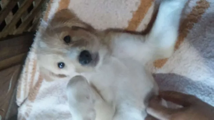Cachorro raça indefinida idade  nome charles braulio,snop