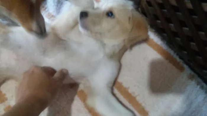 Cachorro raça indefinida idade  nome charles braulio,snop