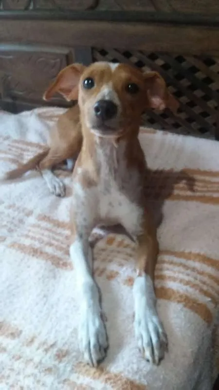 Cachorro raça indefinida idade  nome charles braulio,snop