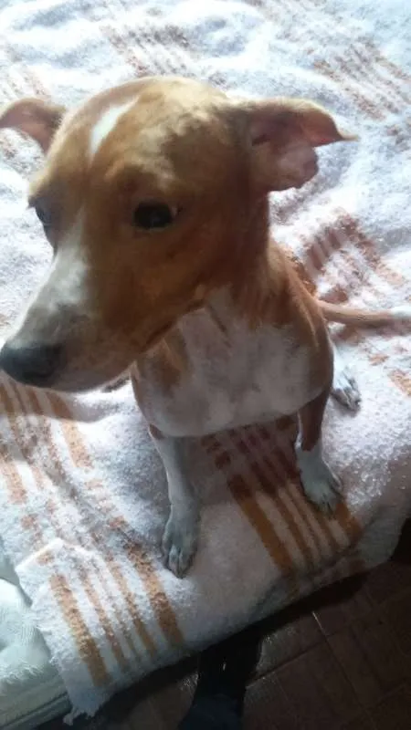 Cachorro raça indefinida idade  nome charles braulio,snop