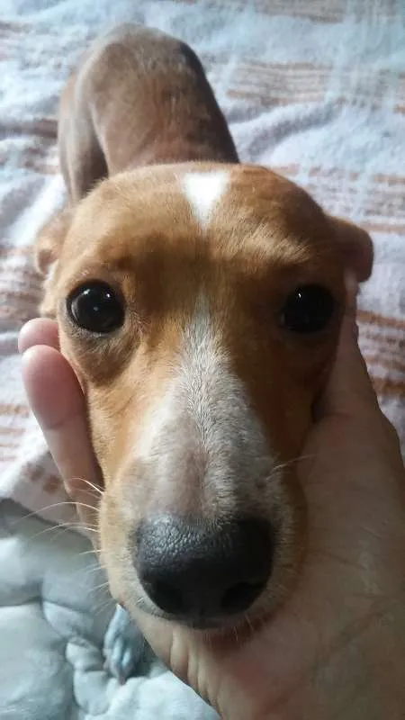 Cachorro raça indefinida idade  nome charles braulio,snop