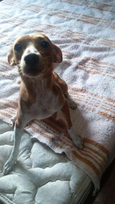 Cachorro raça indefinida idade  nome charles braulio,snop
