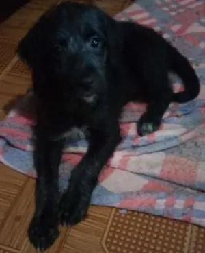 Cachorro raça indefinida idade  nome charles braulio,snop
