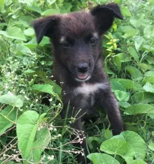 Cachorro raça SRD idade 2 a 6 meses nome Meninas