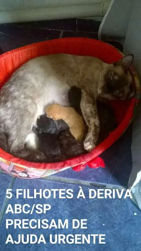 Gato ra a RND idade Abaixo de 2 meses nome s/nome