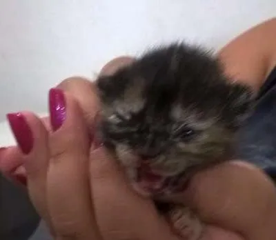 Gato ra a RND idade Abaixo de 2 meses nome s/nome