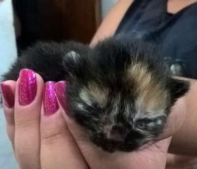 Gato ra a RND idade Abaixo de 2 meses nome s/nome