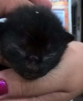 Gato ra a RND idade Abaixo de 2 meses nome s/nome