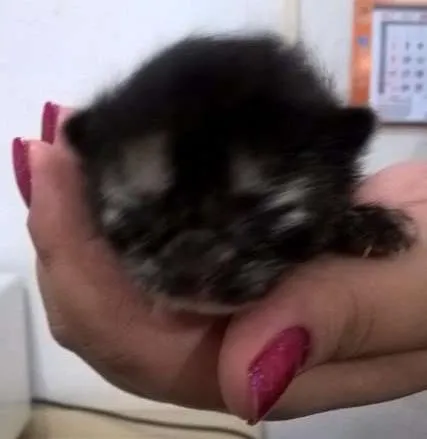 Gato ra a RND idade Abaixo de 2 meses nome s/nome