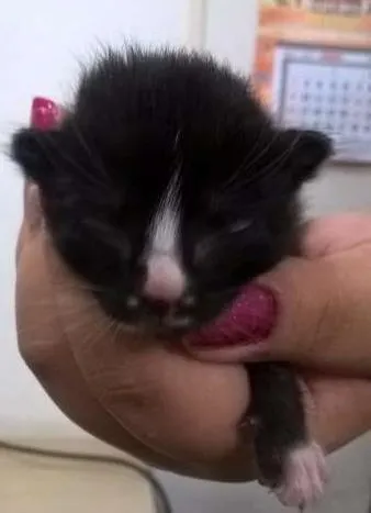 Gato ra a RND idade Abaixo de 2 meses nome s/nome